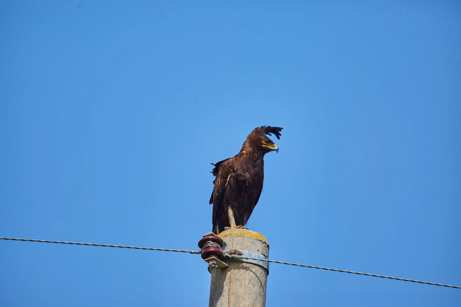 Birding Safari Rwanda