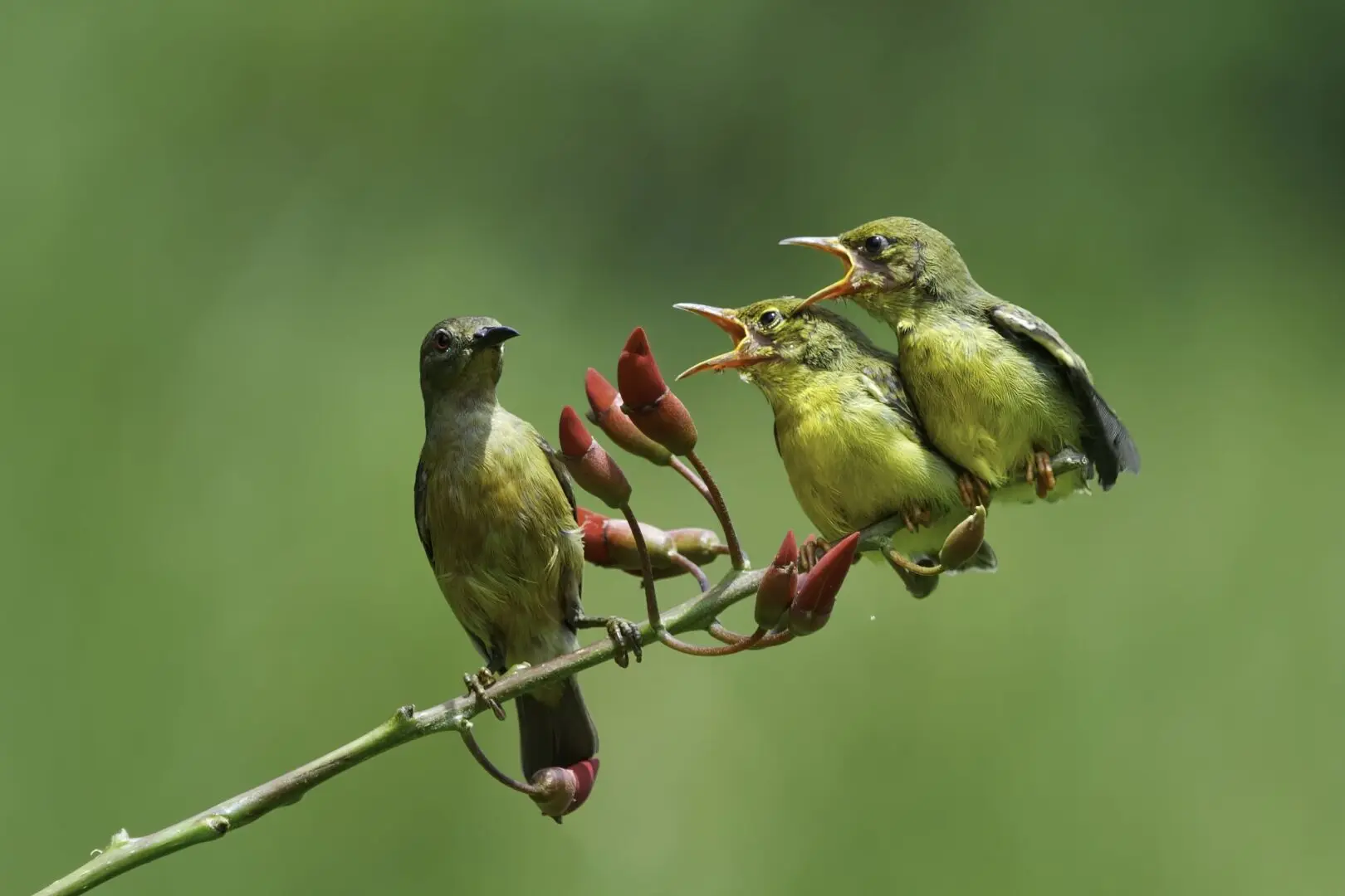 Birding safaris in Rwanda with Nextgen Safaris