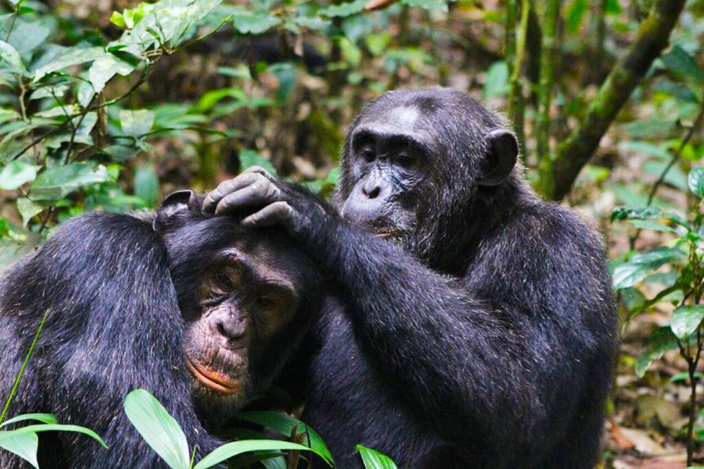 Chimpanzee Trekking and Habituation Permit