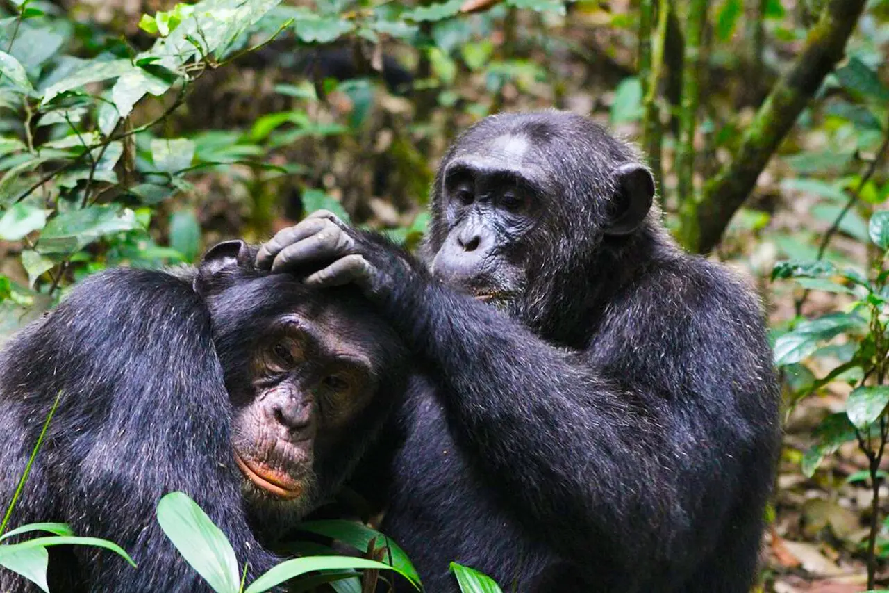Budongo Chimpanzee Trekking Uganda