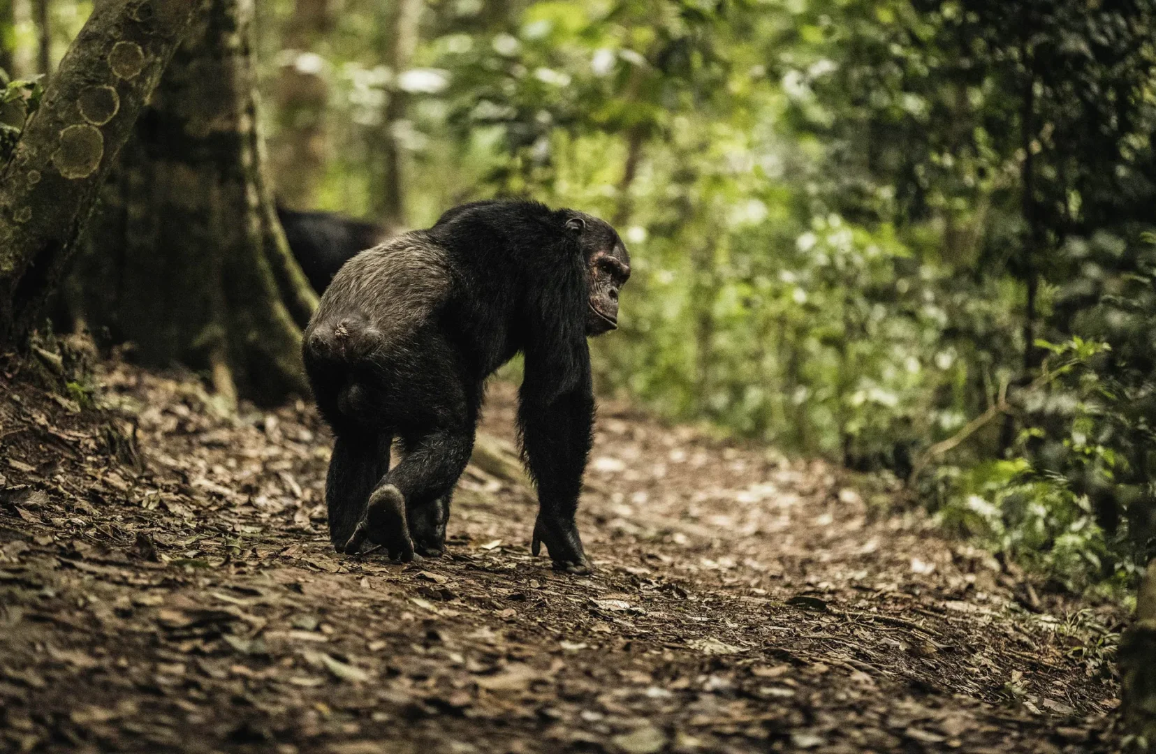 Chimpanzee Trekking in Kibale Forest 