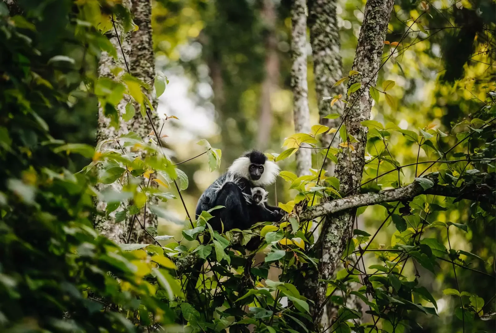 Colobus monkey trekking in Nyungwe National Park