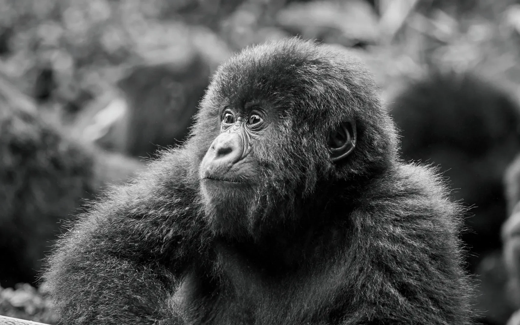 What Gorilla Habituation in Uganda Really Means
