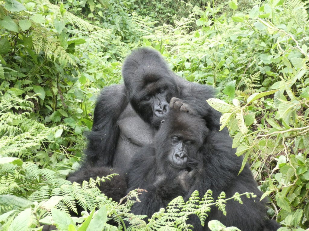 3 Days Budget Rwanda Gorilla Trekking tour in Volcanoes National Park