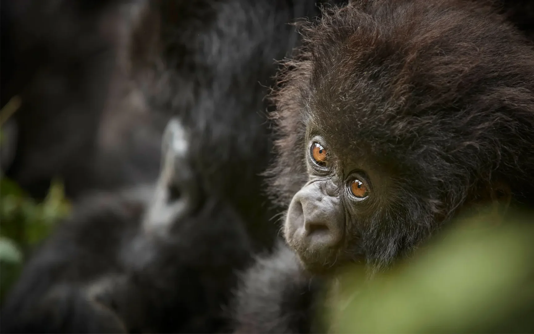 Gorilla Habituation Experience in Uganda