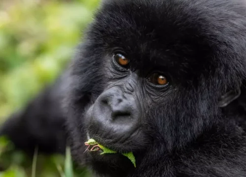 5 Days Gorilla Trekking and Chimpanzee Trekking in Uganda | Combine Both Gorillas and Chimps
