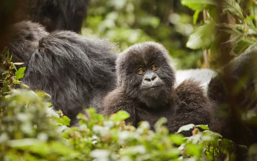 5 Days Gorilla Trekking and Chimpanzee Trekking Day-by-Day Itinerary 