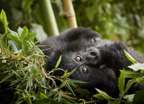 4 Days Luxury Rwanda Fly-In Gorilla and Chimpanzee Trekking | One&Only Gorilla’s Nest & One&Only Nyungwe House