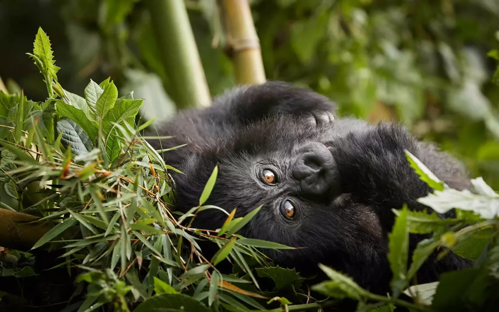 Gorilla Trekking Experience in Nkuringo Sector 