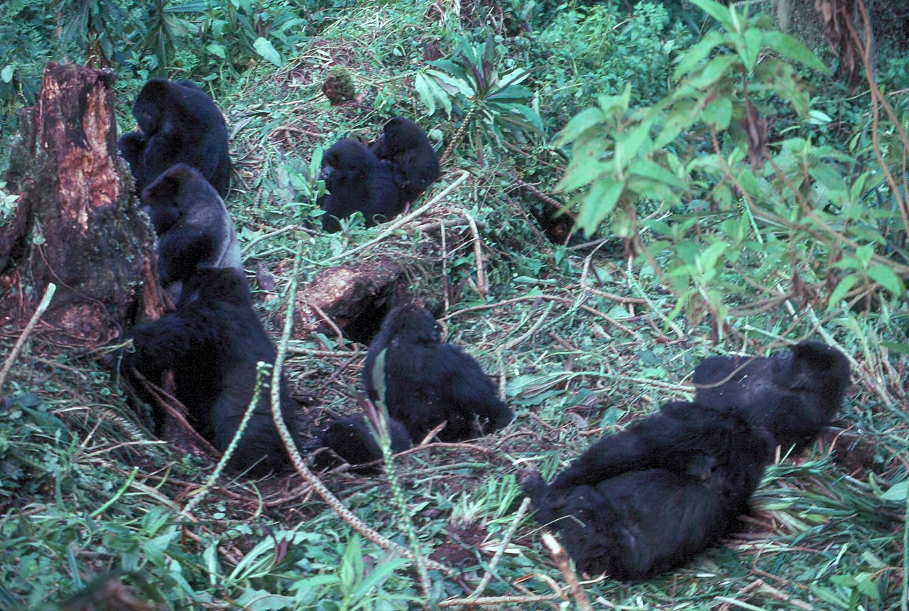 5 Days Rwanda Gorilla trekking and Karisimbi volcano hike safari