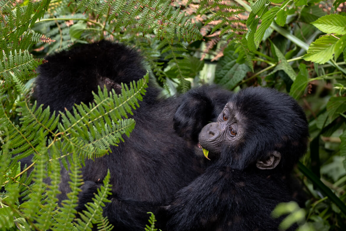 Why Book Short Gorilla Trekking Tours in Rwanda with Trusted Operators
