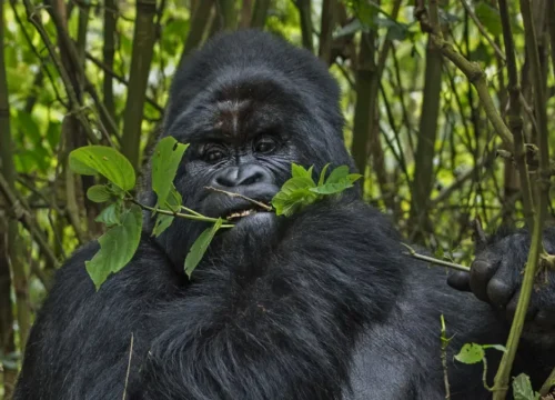 3 Days Uganda Gorilla Trekking Safari for South African Nationals (2025–2027) From Kigali Rwanda