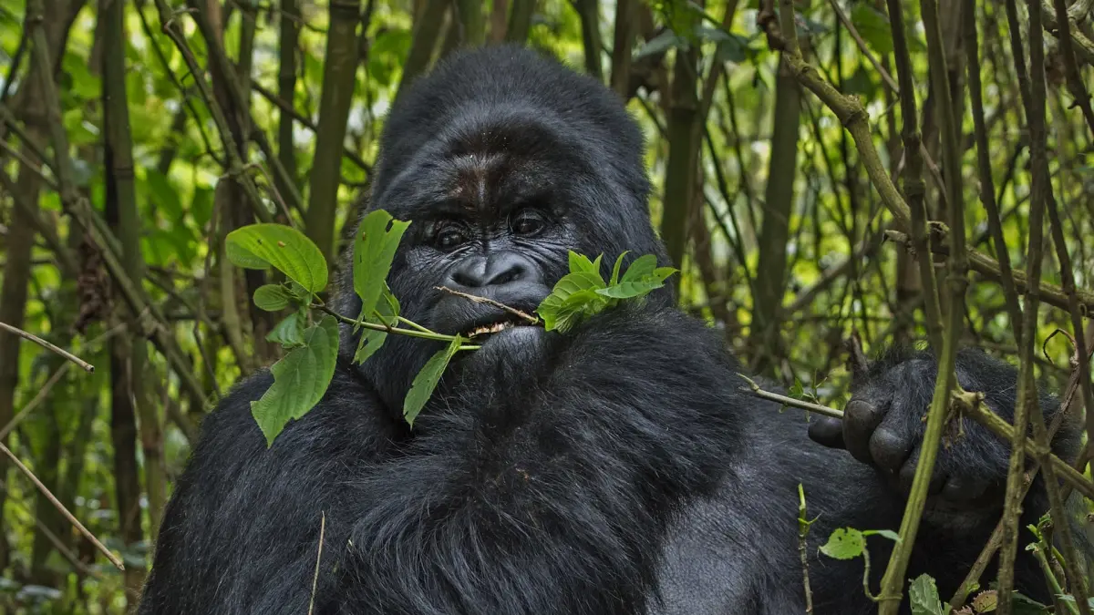 Gorilla Nest Building Rwanda