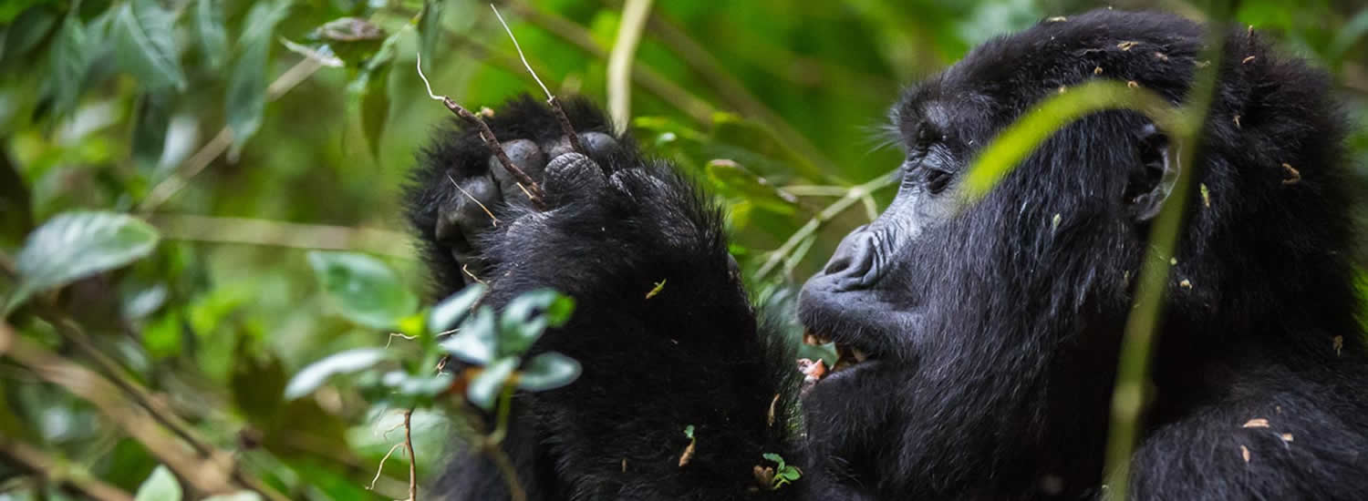 4 Days and Extended Discounted Gorilla Trekking Safaris
