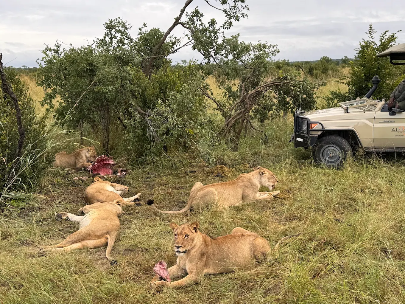 Hwange National Park – Elephants, Big Predators & Big Skies
