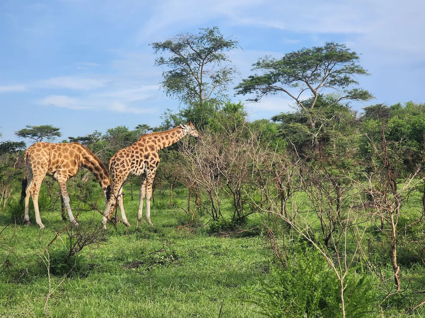 How Much Does a Long Uganda Safari Cost?
