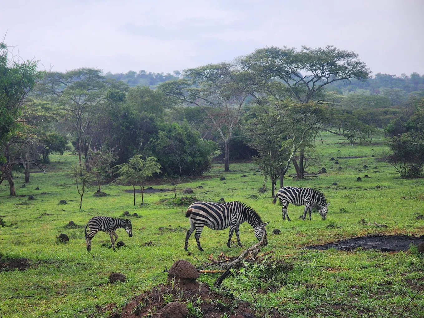 18–21 Days Uganda Grand Safari
