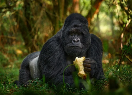 3 Days Gorilla Trekking Safari in Mgahinga Gorilla National Park | Off-the-Beaten Safari Uganda