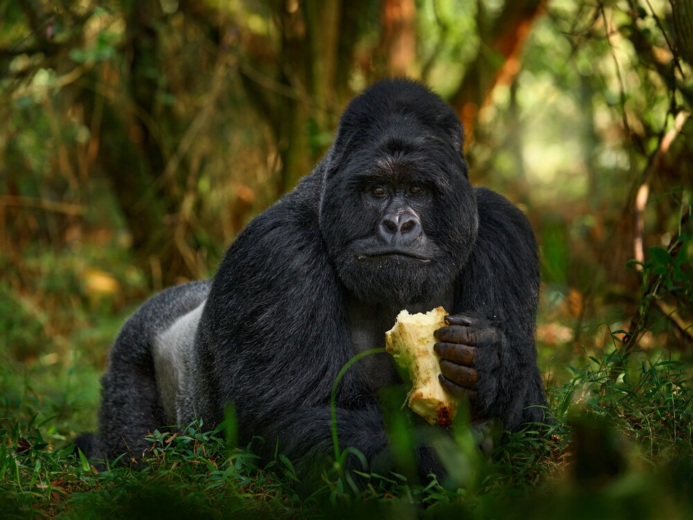 5 Days Gorilla Trekking and Chimpanzee Trekking Safari Overview 