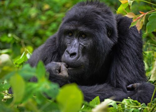 3-Days Mid-Range Rwanda Gorilla Trekking Safari