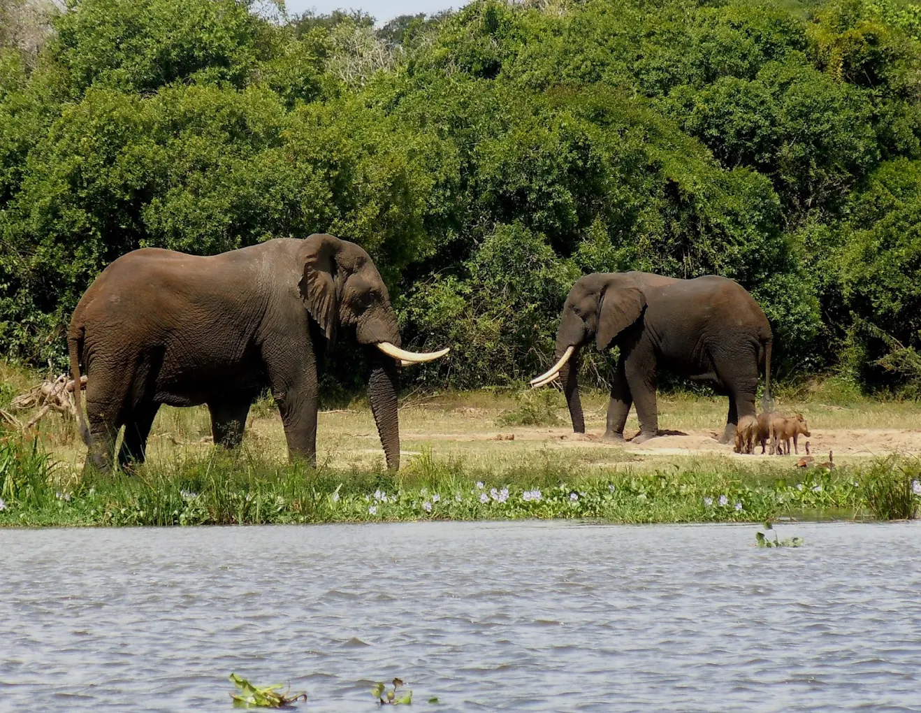 Best Time to Visit Victoria Falls and Chobe