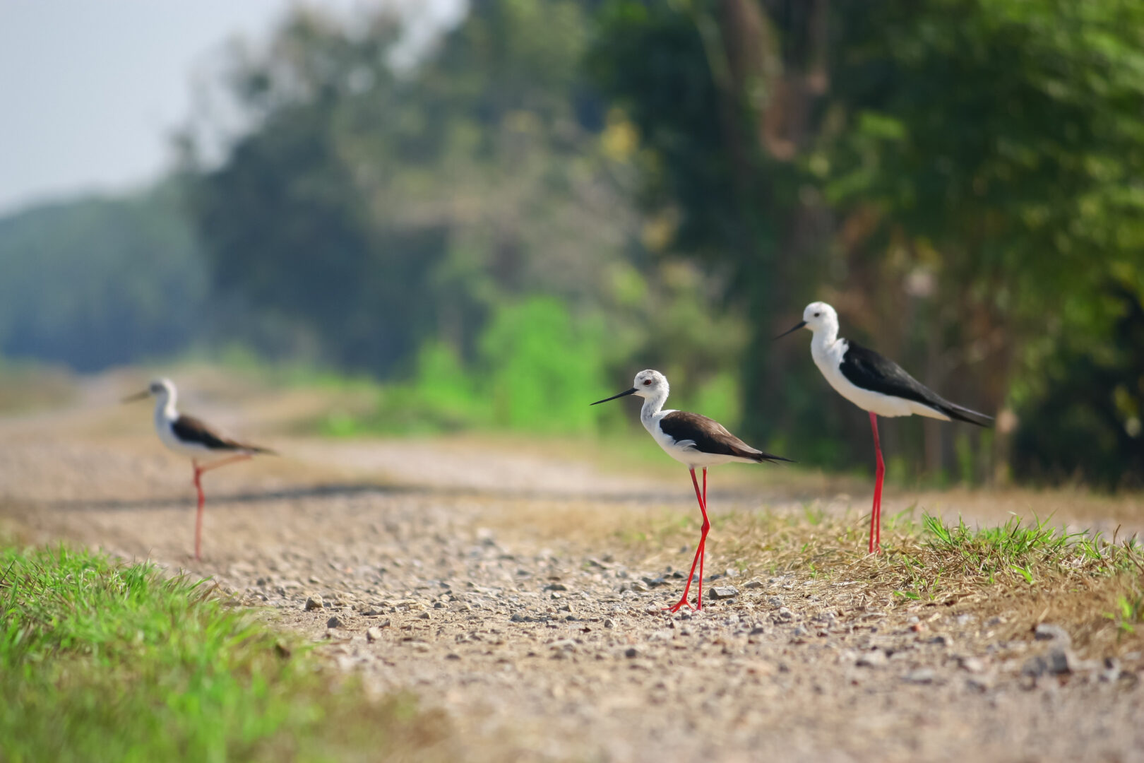 6 Days Birding Safari Rwanda Overview

