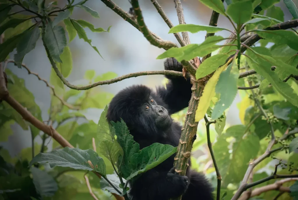 3 Days Luxury Fly-In Gorilla Trekking Rwanda | One&Only Gorilla’s Nest Experience