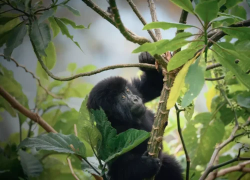 3 Days Luxury Fly-In Gorilla Trekking Rwanda | One&Only Gorilla’s Nest Experience