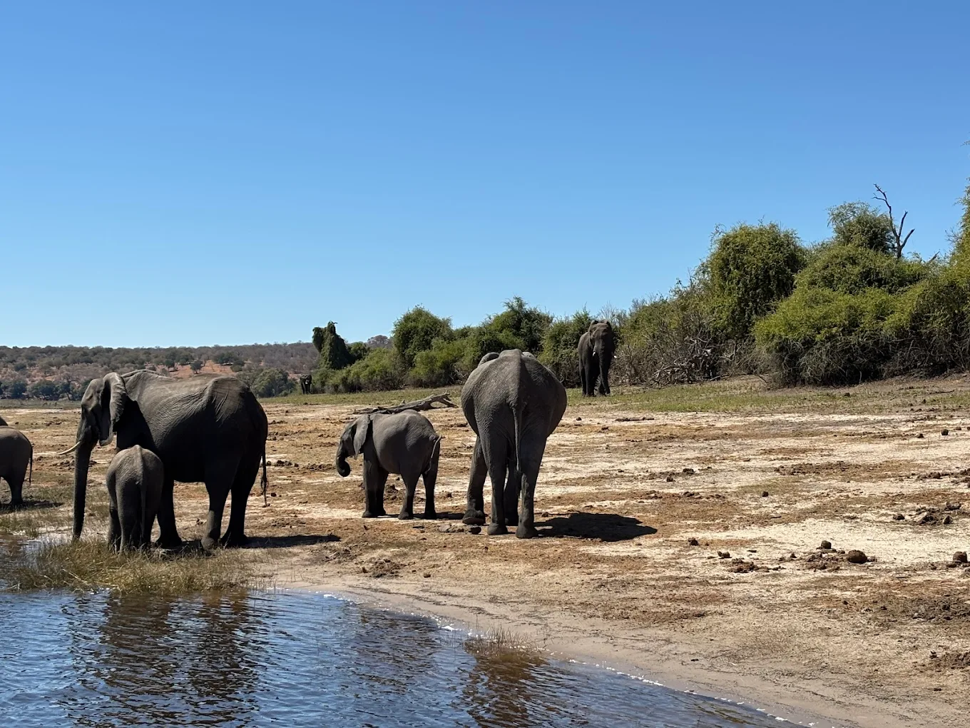 Chobe National Park — Botswana’s Wildlife Treasure (Expanded Guide)
