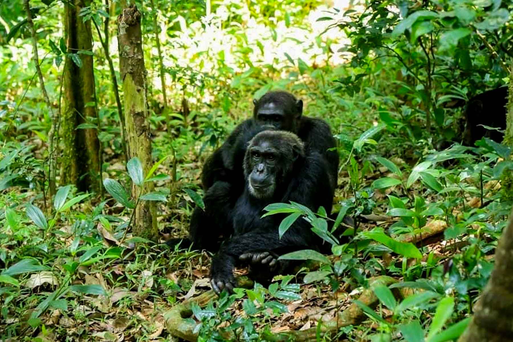 Kyambura Chimp trekking and Katwe salt mines
