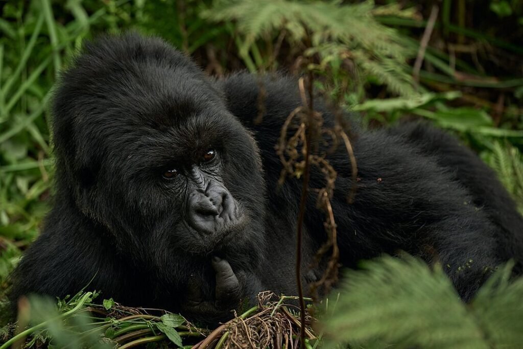 4 Days Double Gorilla Trekking Safari in Uganda | Trek from Rushaga Sector & Nkuringo Sector in Bwindi Forest