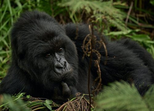 4 Days Double Gorilla Trekking Safari in Uganda | Trek from Rushaga Sector & Nkuringo Sector in Bwindi Forest