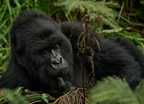 4 Days Double Gorilla Trekking Safari in Uganda | Trek from Rushaga Sector & Nkuringo Sector in Bwindi Forest