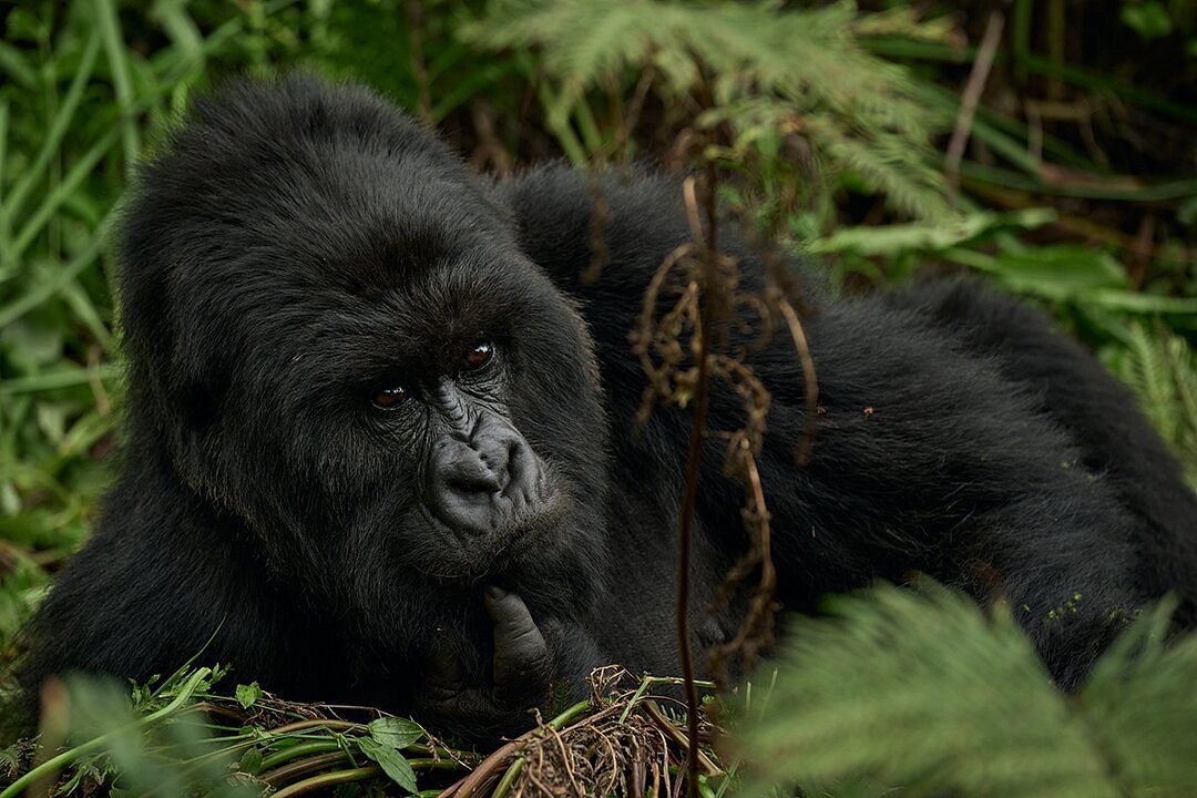 Gorilla Close-Up in Rwanda