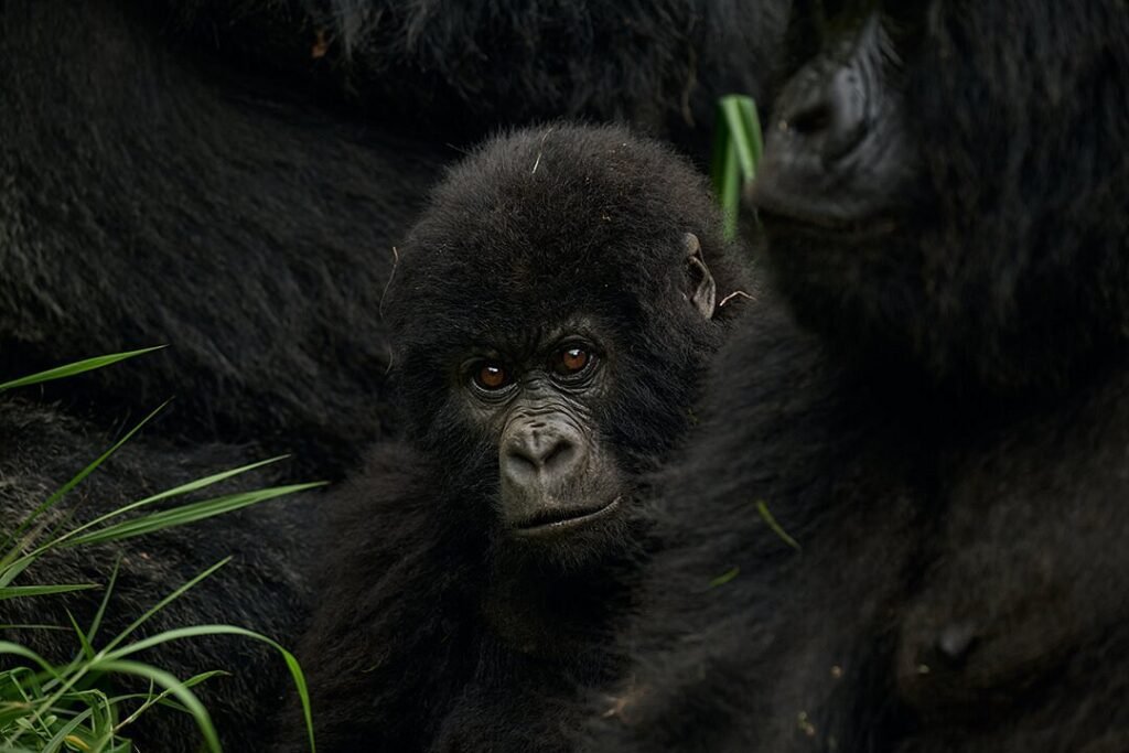 The Best 9 Days Uganda Safari | Gorilla & Chimpanzee Trekking with Wildlife Tour