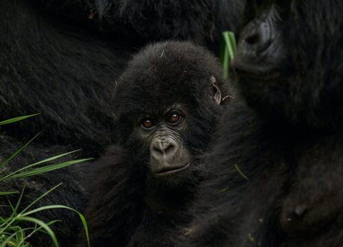 The Best 9 Days Uganda Safari | Gorilla & Chimpanzee Trekking with Wildlife Tour