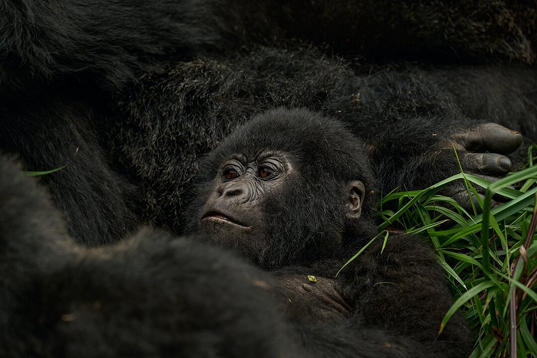3 Days Budget Gorilla Trekking Safari from Kigali to Bwindi Impenetrable National Park