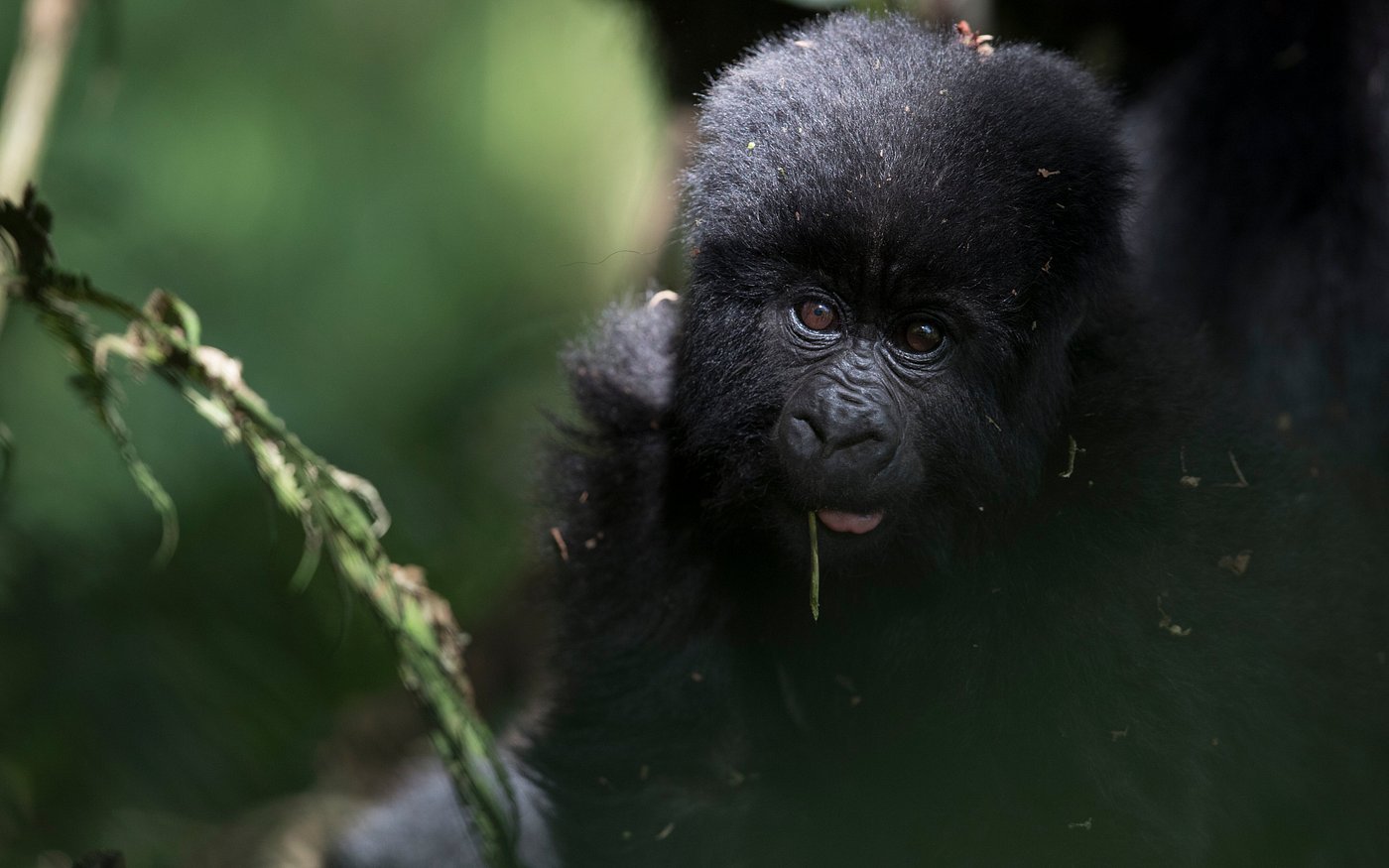Budget Rwanda Gorilla Trekking and Cultural Experience