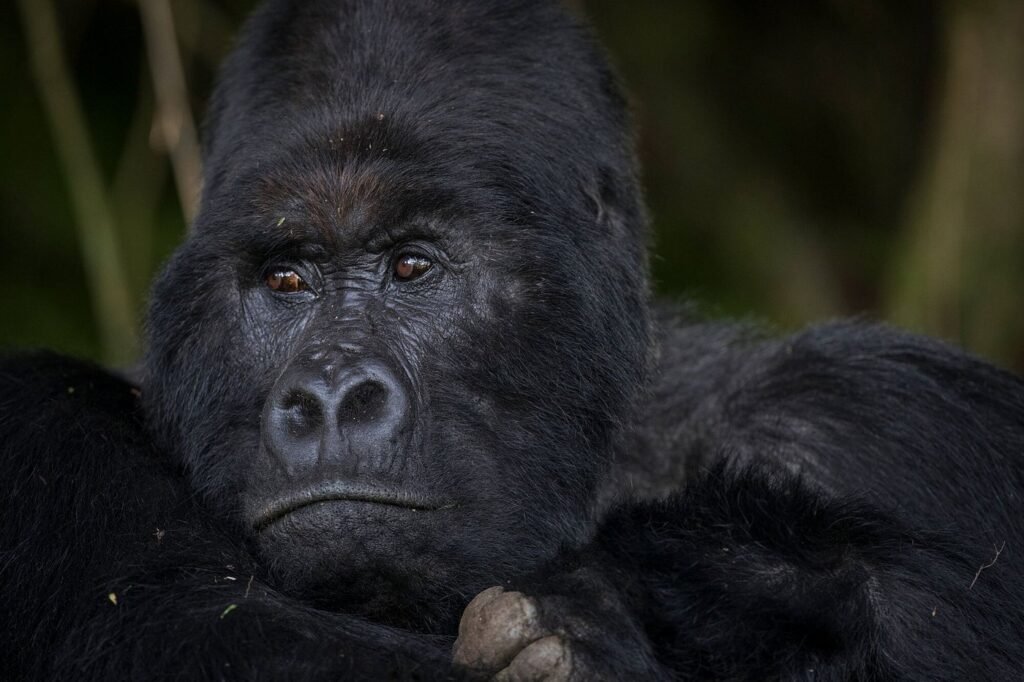 3 Days Budget Gorilla Trekking Safari in Uganda From Kigali (Best Value & Shortest Route to Bwindi)
