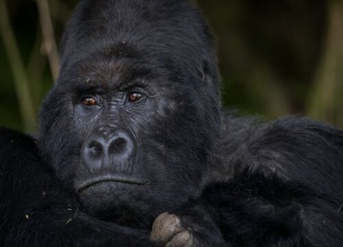 3 Days Budget Gorilla Trekking Safari in Uganda From Kigali (Best Value & Shortest Route to Bwindi)