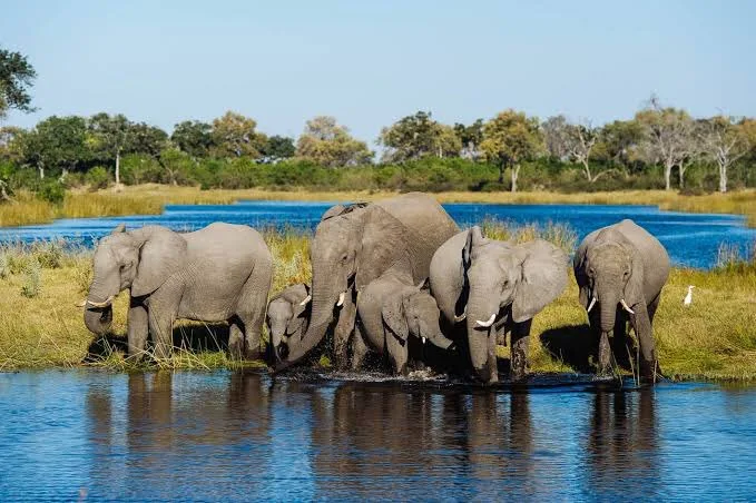 Tour to Chobe National Park Botswana