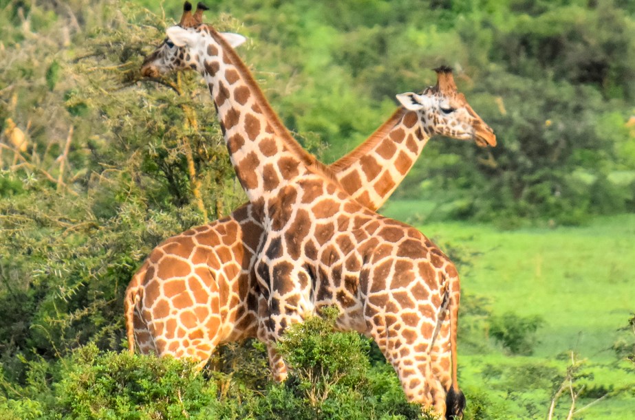 5 Day Uganda Honeymoon Safari to Murchison Falls National Park