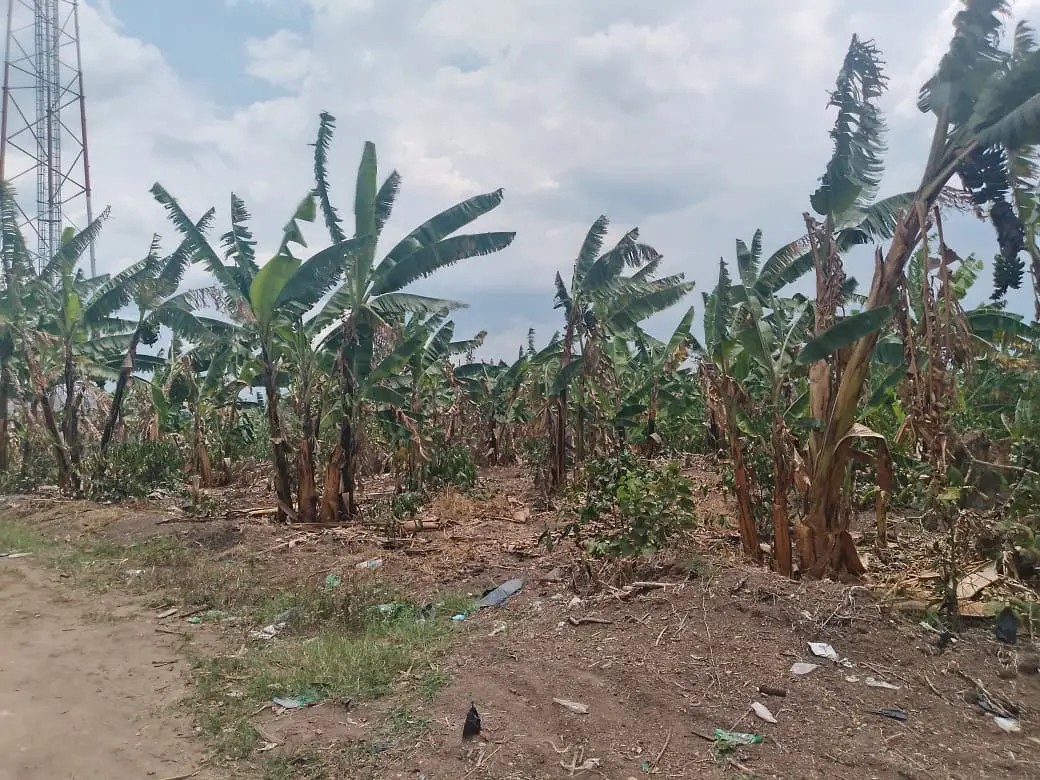 Coffee harvesting field activity