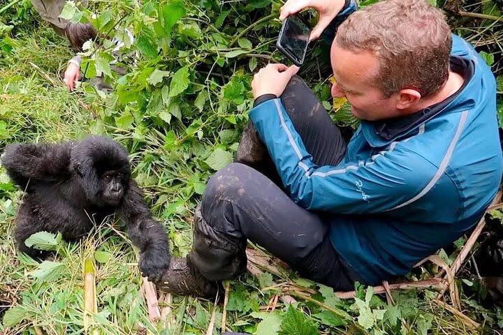 Close mountain gorilla encounter during a Uganda safari experience