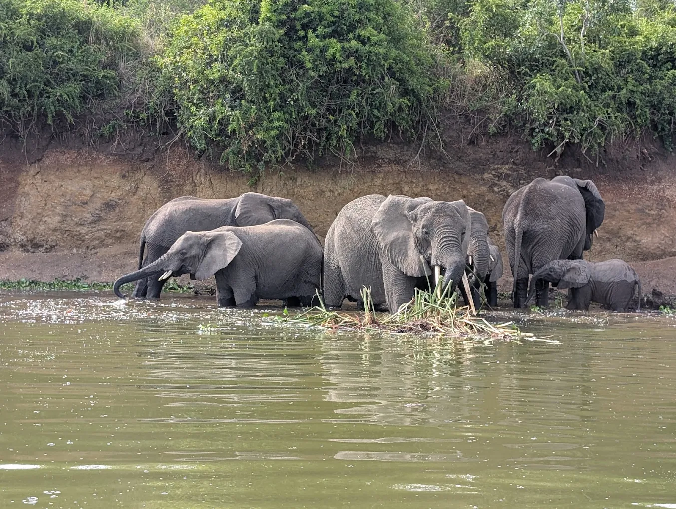10 Days Uganda From Rwanda Safari elephants