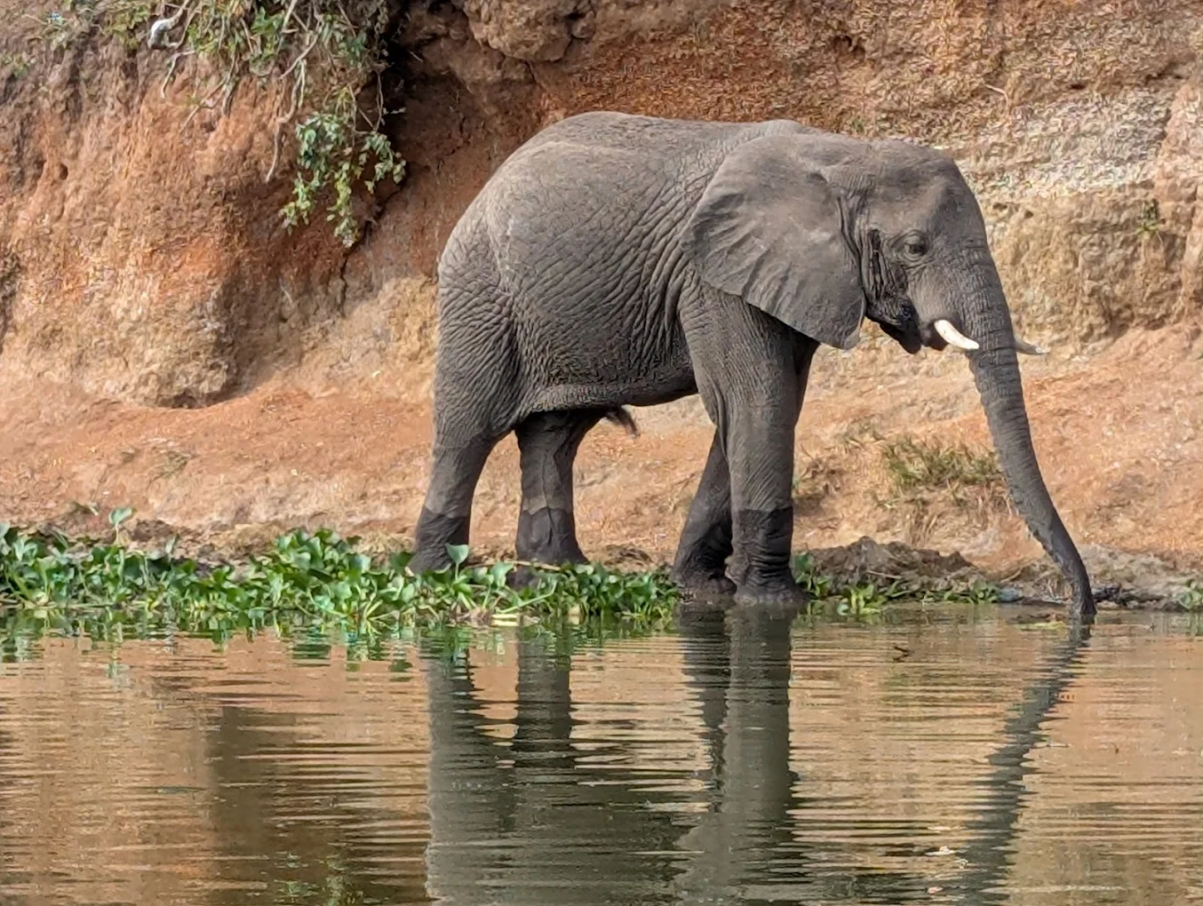 10 Days Uganda from Rwanda safari in Queen Elizabeth National Park