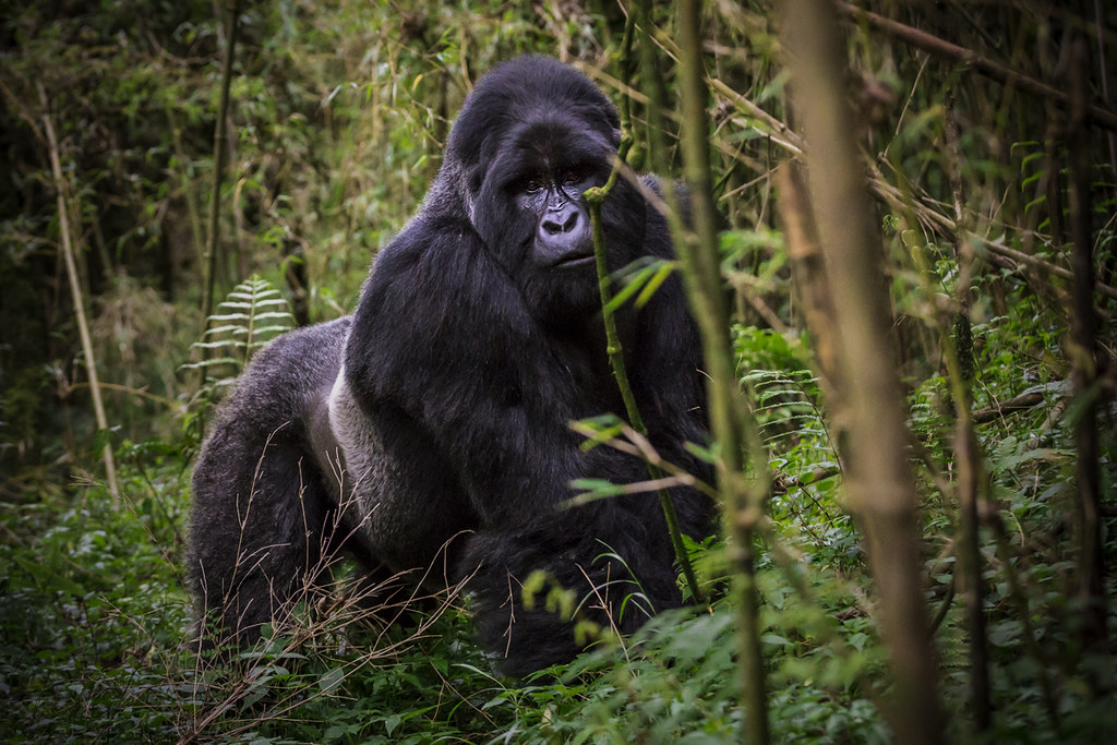 6 Days Gorilla Habituation Experience Safari in Bwindi Forest Uganda