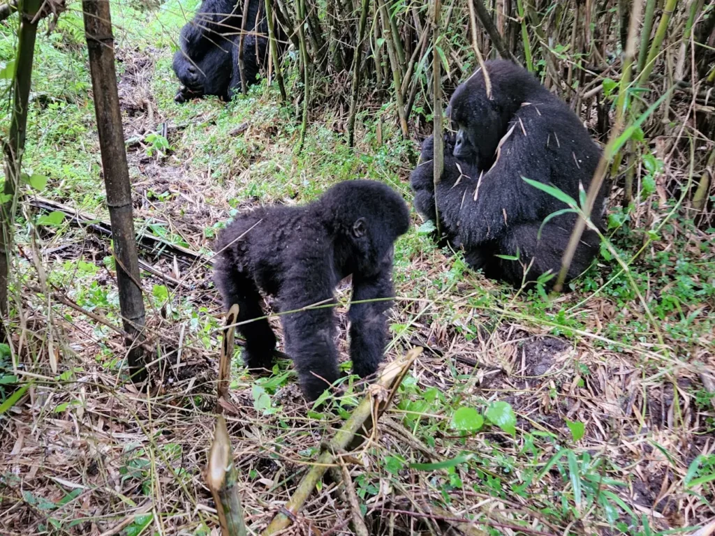 Best Rwanda Gorilla Trekking Safari Options