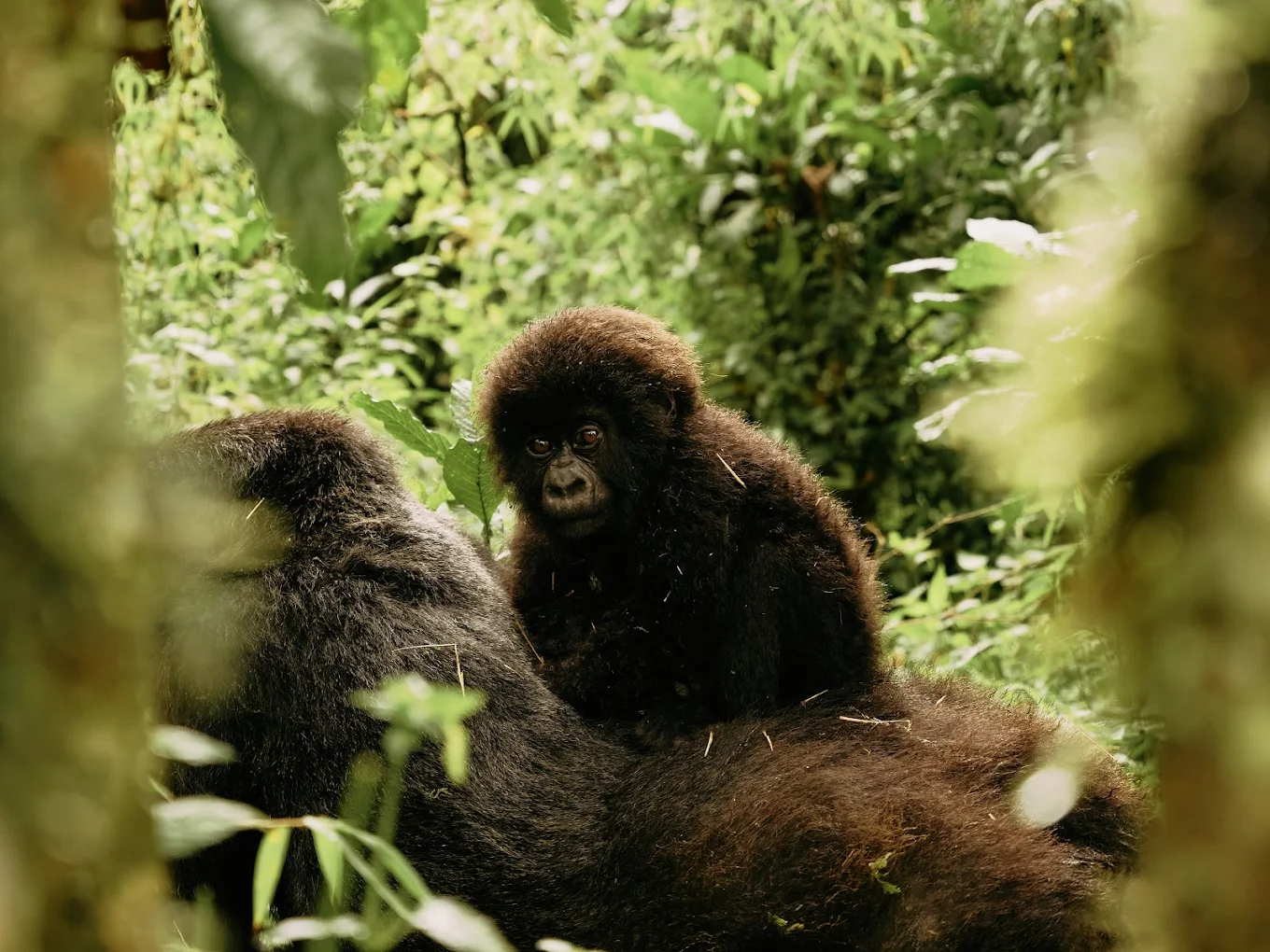 Best Itinerary Length for First-Time Africa Travelers