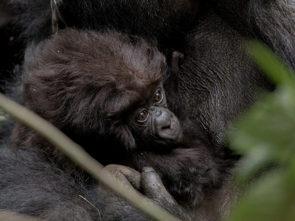 9 Days Gorilla Trekking from Luxembourg – Rwanda honeymoon gorilla journey